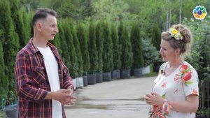 Почему забивают гвозди в яблони?