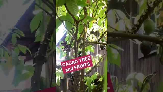 CACAO TREE | CACAO FRUITS | Jhas Bilugan #shorts #cacao #cacaotree #cacaofruits смотреть онлайн
