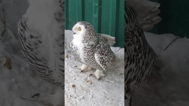Бубочка 😍🦉❤ #карендаллакян #спасименя #юлияпопова #animal #cat #funny