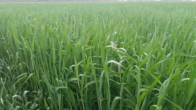 Отличие сортов пшеницы "Золотоколоса" и "Сталева". смотреть онлайн