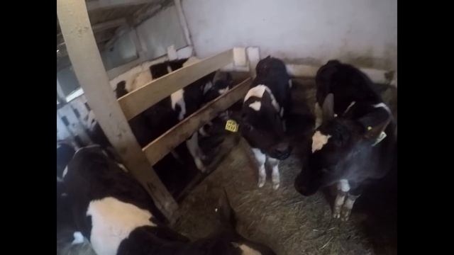 дроблю ячмень и обзор по телятам