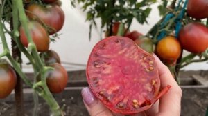 САМЫЕ ВКУСНЫЕ, шоколадные и ОЧЕНЬ УРОЖАЙНЫЕ ТОМАТЫ!