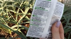 ПОСЛЕ ЭТОЙ ПОДКОРМКИ ВЕСЬ ЧЕСНОК И ЛУК СОХРАНИТСЯ ДО СЛЕДУЮЩЕГО УРОЖАЯ!