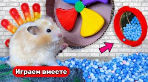 Интересный лабиринт для Хомяка 🐹 Видео для детей