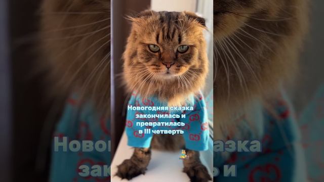 До лета осталось 20 понедельников!😸 #котики #юмор #котик