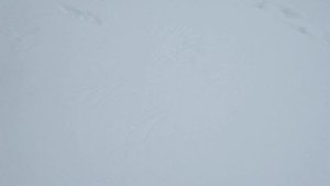 Охота на глухаря и белую куропатку с лайкой в тайге Кольского полуострова.