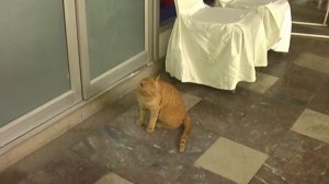 НАГЛЫЙ КОТ просит чтобы его погладили