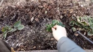 ТРИ ВАЖНЫЕ ПОДКОРМКИ ДЛЯ КЛУБНИКИ И ЧЕСНОКА ВЕСНОЙ!