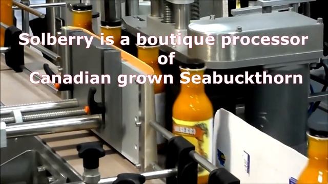 Solberry Seabuckthorn смотреть онлайн