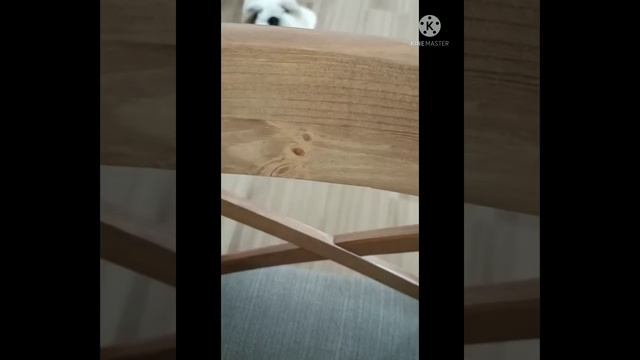 Зефир и Элвис играют вечером смотреть онлайн