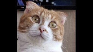 Принц и нищий - Купите мне куклу