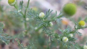 Ромашка пахучая. Chamomilla suaveolens