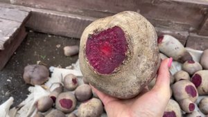 СПОСОБ ХРАНЕНИЯ БЕЗ ПОТЕРЬ МОРКОВИ И СВЁКЛЫ! ОТЛИЧНЫЙ УРОЖАЙ ПЕРЦА В СЕНТЯБРЕ!