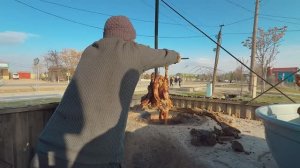 ТАНДИР ГЎШТ ҚАНДАЙ ТАЁРЛАНАДИ? ҚАШҚАДАРЁ