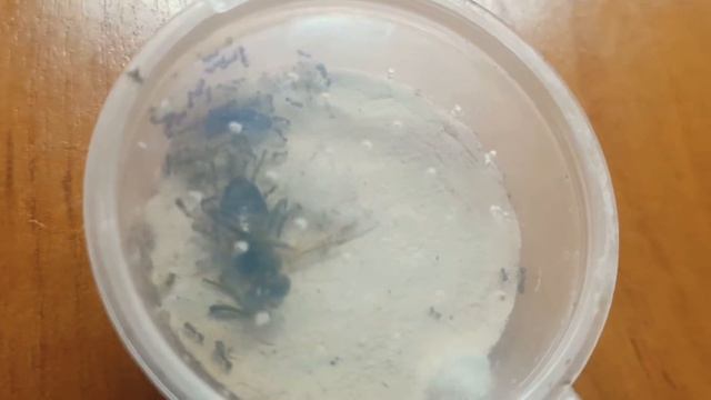 Муравьи tetramorium caespitum в новом доме