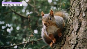 🔥 У свекрови созрел коварный план, как заставить невестку купить ей дачу, но её ждал сюрприз...