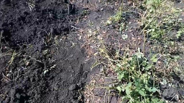 Лучший способ выращивания картофеля! Огромный урожай!
