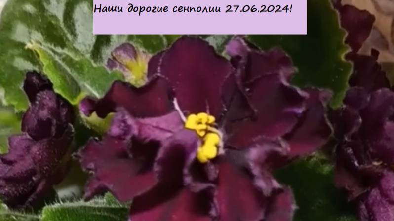 Наши дорогие сенполии 27.06.2024! Для заказа пишите WhatsApp 89101614167 Автор музыки - TeknoAXE!