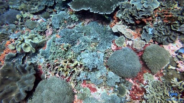 Scuba Diving in Bali - Manta Point & Crystal Bay(4k video) смотреть онлайн