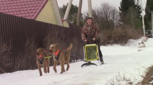 Ирландские терьеры : Зимний апрель 2017 (на нартах )