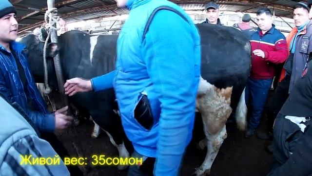 Букахои калон вазни зинда бо келои аникаш савдо шуд. Живой вес. Молбозор. #Хучанд