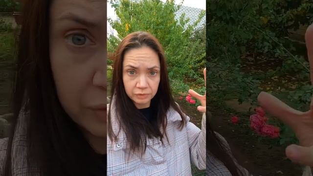 #дрессировкасобак #корги #собака #собачьяжизнь