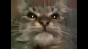 Кит ты маму мав Remix