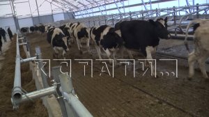 В Большеболдинском районе построен новый животноводческий комплекс