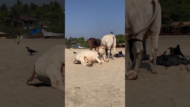 На чиле, на расслабоне #india #goa #arambol #travel #world #2024 смотреть онлайн