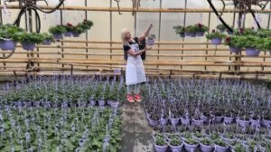 ОБЗОР СОРТОВ РАССАДЫ в тепличном комплексе Ферма