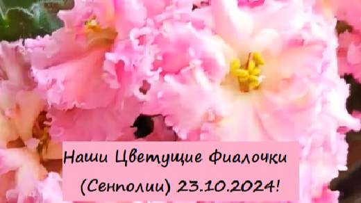 Наши Цветущие Фиалочки (Сенполии) 23.10.2024!