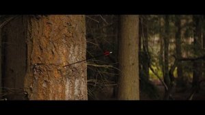 Трейлер с Джейсоном Стэйтемом в главной роли — «Мастер».