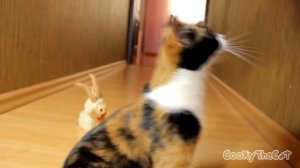 Куки любит барашека