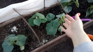 СУПЕР ПОДКОРМКА ДЛЯ ОБИЛЬНОГО ПЛОДОНОШЕНИЯ ОГУРЦОВ!