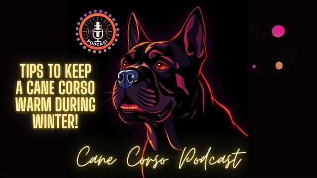 Tips To Keep Your Cane Corso Warm During Winter! смотреть онлайн