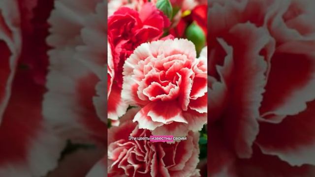 ТОП-7 цветов для посадки на рассаду в феврале #рассада #садоводство смотреть онлайн