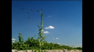 Serial Насекомые. Божья коровка. Осы. Insekten. Marienkäfer. Wespen.