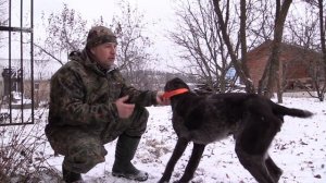 Охота с западно-сибирской лайкой (1 серия)
