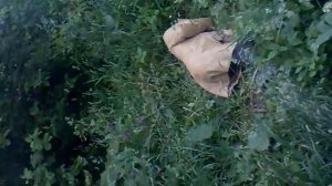 ЗОЛОТОЙ ДОЖДЬ