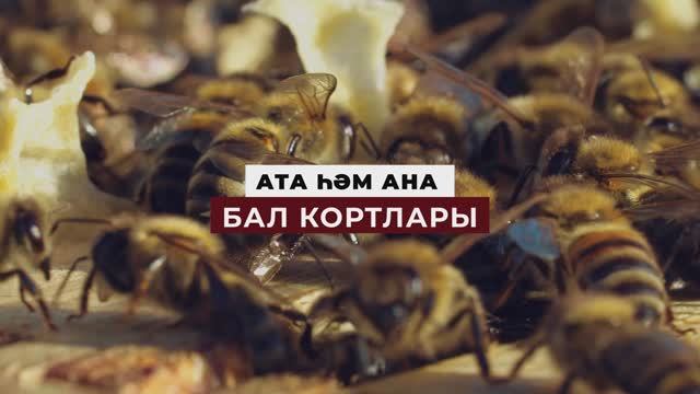 Коръән могҗизалары - 05. Ата һәм ана бал кортлары