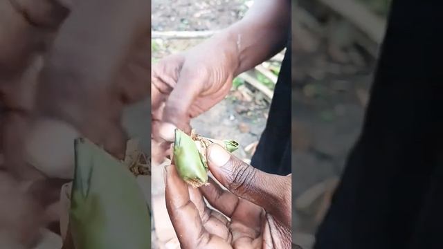 "Termite Queen On The Menu:A Guide To Alternative Insect Protein"|paleo diet#viral#shorts смотреть онлайн