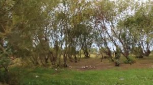 Как работает манок на ворон? Охота на ворон.