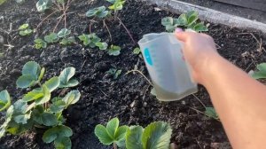 Важная ПОДКОРМКА для КЛУБНИКИ в начале августа! Обработка и уход