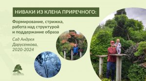 НИВАКИ ИЗ КЛЕНА ПРИРЕЧНОГО