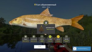 Русская рыбалка 4-оз.медное-Усач обыкновенный троф