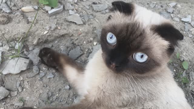 И даже кошки мечтают о благословенном крае смотреть онлайн