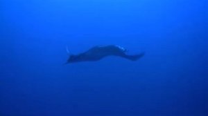 Manta Ray on Daedalus Reef 2015