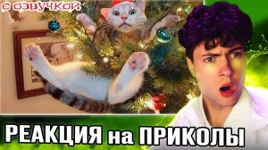 Приколы с котами! Самые смешные животные С ОЗВУЧКОЙ! Смешные коты - УГАР!! РЕАКЦИЯ НЕ ЗАСМЕЙСЯ