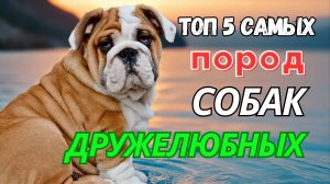 Топ 5 самых дружелюбных пород собак для семьи лучшие друзья для вас и ваших детей