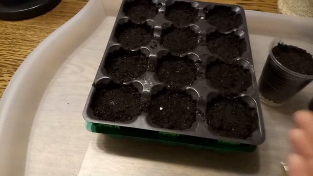 Самый лучший посев Эустомы. Отличная всхожесть ГАРАНТИРОВАНА!